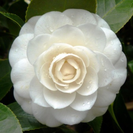 Camellia japonica ‘Perfection White’ - Camellia