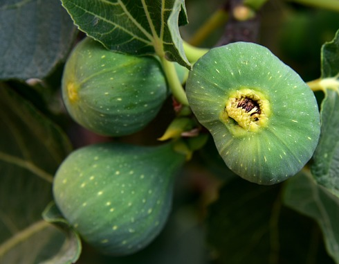 Ficus carica ‘Parisienne’ - Vijg