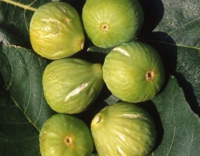 Ficus carica ‘Gentile’ of ‘Brogiotto Bianco’