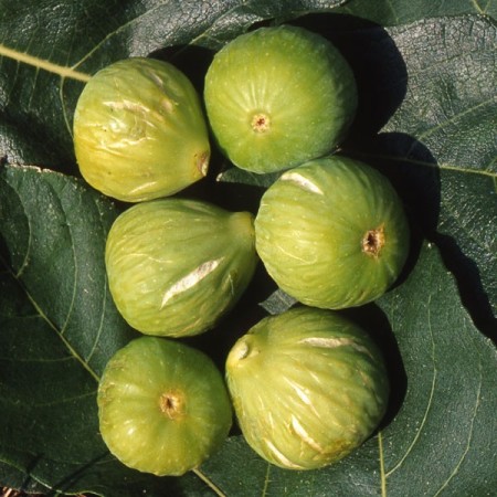 Ficus carica ‘Gentile’ of ‘Brogiotto Bianco’ - Vijg