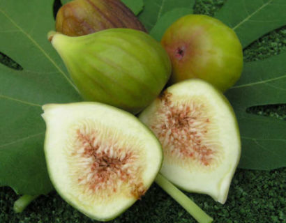 Ficus carica ‘Osborn Prolific’