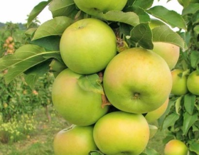 Malus domestica ‘Greencats’ Ballerina zuilboom - Zuilvormige appelboom, Ballerina appelboom