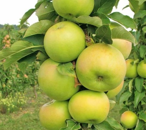 Malus domestica ‘Greencats’ Ballerina zuilboom - Zuilvormige appelboom, Ballerina appelboom