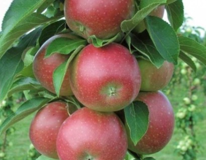 Malus domestica ‘Redcats’ Ballerina zuilboom