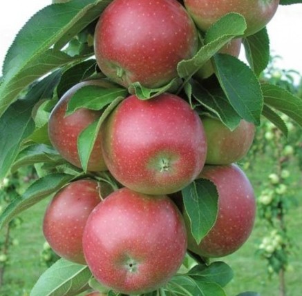 Malus domestica ‘Redcats’ Ballerina zuilboom - Zuilvormige appelboom, Ballerina appelboom