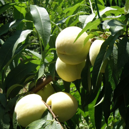 Prunus persica ‘Ice Peach’ - Witte dwergperzik