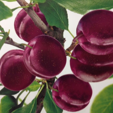 Prunus ‘Pluot’ Dapple Dandy - Pruim-abrikoos