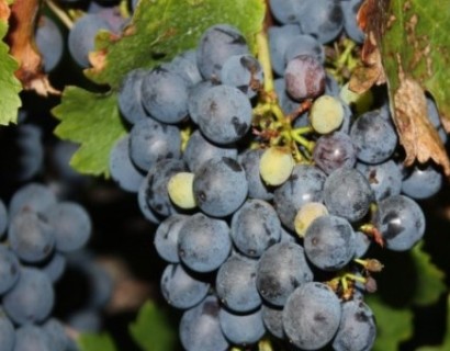 Vitis vinifera ‘Cabernet Sauvignon’ - geënte blauwe wijndruif