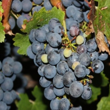 Vitis vinifera ‘Cabernet Sauvignon’ - geënte blauwe wijndruif