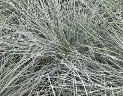 Festuca glauca 'Intense Blue' pot 2 liter