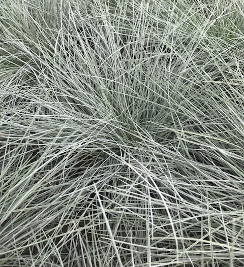 Festuca glauca ‘Intense Blue’ pot 2 liter