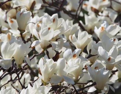 Magnolia ‘Yulan’ - Beverboom