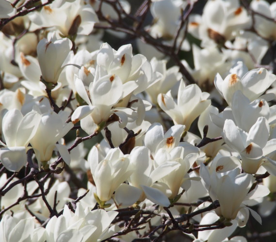 Mens krant droom Magnolia 'Yulan' - Beverboom kopen - Maréchal