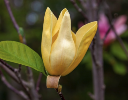 Magnolia brooklyensis ‘Yellow Bird’ - Beverboom