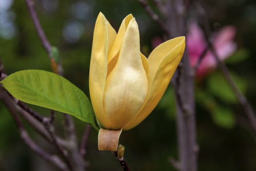 Magnolia brooklyensis ‘Yellow Bird’ - Beverboom