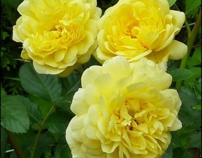 Rosa ‘Yellow Meilove’ - Roos