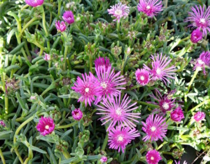 Delosperma cooperi - middagbloempje