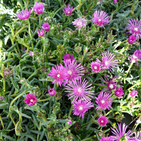 Delosperma cooperi - middagbloempje