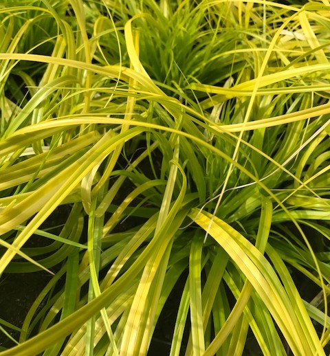 Carex oshimensis ‘Everillo’ - Zegge