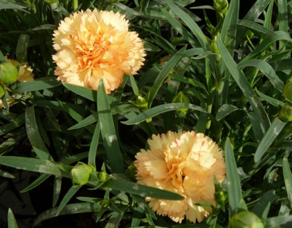 Dianthus ‘Bling Bling’ (grote pot) - Anjer