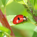 Dcm Naturapy, voor en door de natuur.