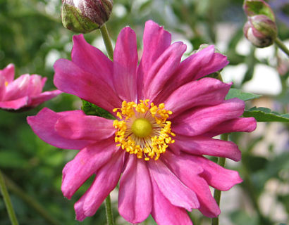 Anemone hybrida 'Rötkappchen' pot 2 liter