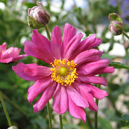 Anemone hybrida ‘Rotkäppchen’ (grote pot) - herfstanemoon