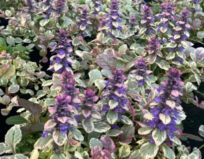 Ajuga reptans ‘Burgundy Glow’ - zenegroen
