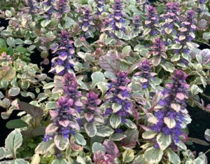 Ajuga reptans ‘Burgundy Glow’