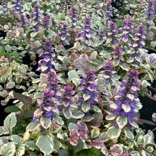 Ajuga reptans ‘Burgundy Glow’ - zenegroen