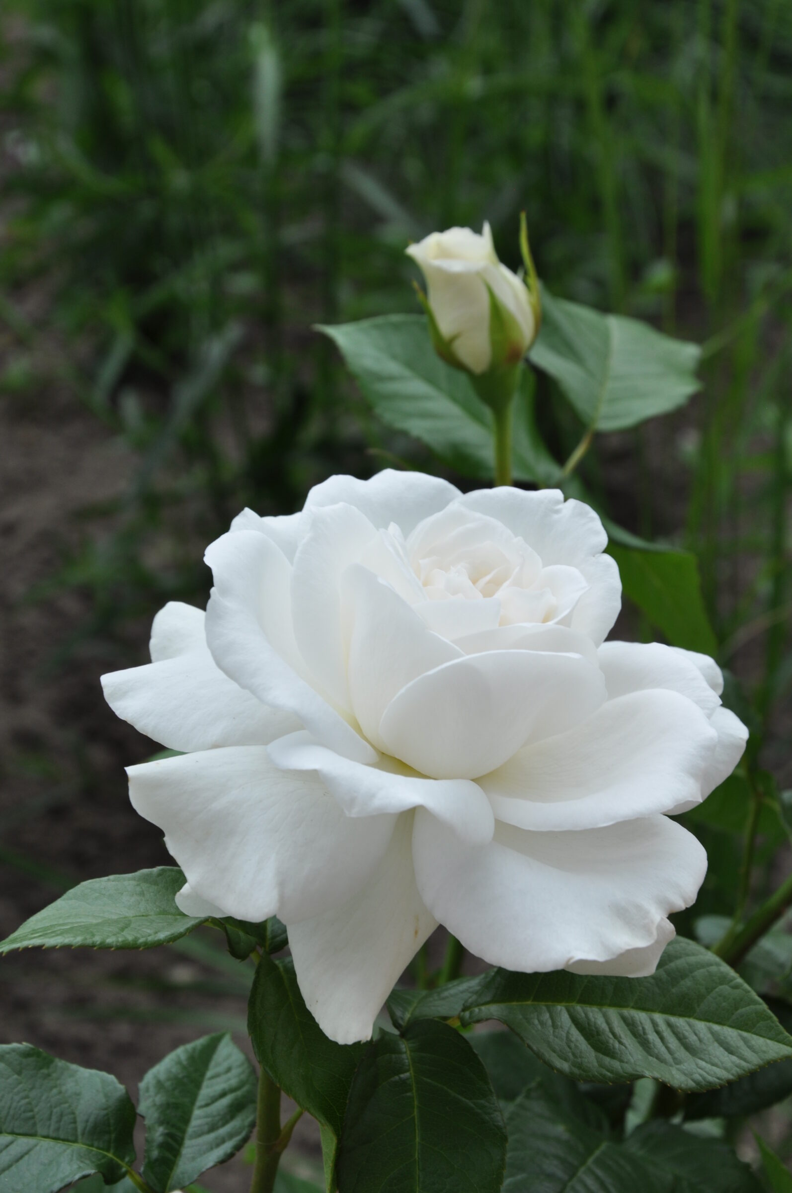 Rosa ‘Annapurna’ - grootbloemige roos