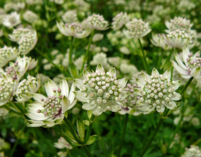 Astrantia major ‘Superstar’ = White Giant (grote pot) - Zeeuws knoopje