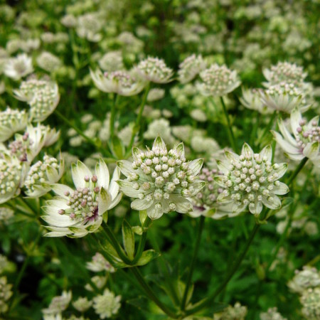 Astrantia major ‘Superstar’ = White Giant (grote pot) - Zeeuws knoopje