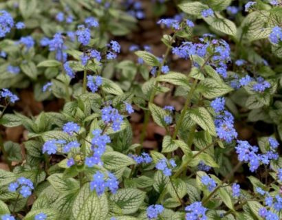 Brunnera macr. ‘Silver Heart’ (grote pot) - kaukasische vergeet-mij-nietje