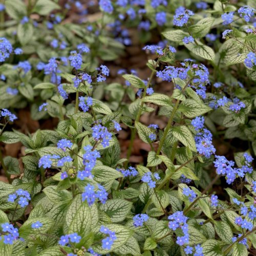 Brunnera macr. ‘Silver Heart’ (grote pot) - kaukasische vergeet-mij-nietje