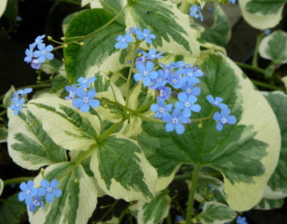 Brunnera macrophylla ‘Variegata’ pot 2 liter - kaukasische vergeet-mij-nietje