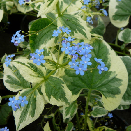 Brunnera macrophylla ‘Variegata’ pot 2 liter