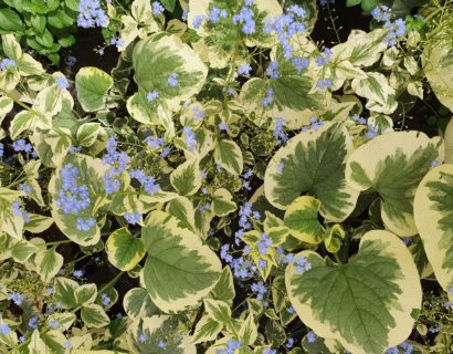 Brunnera macr. ‘Variegata’ (grote pot) - kaukasische vergeet-mij-nietje