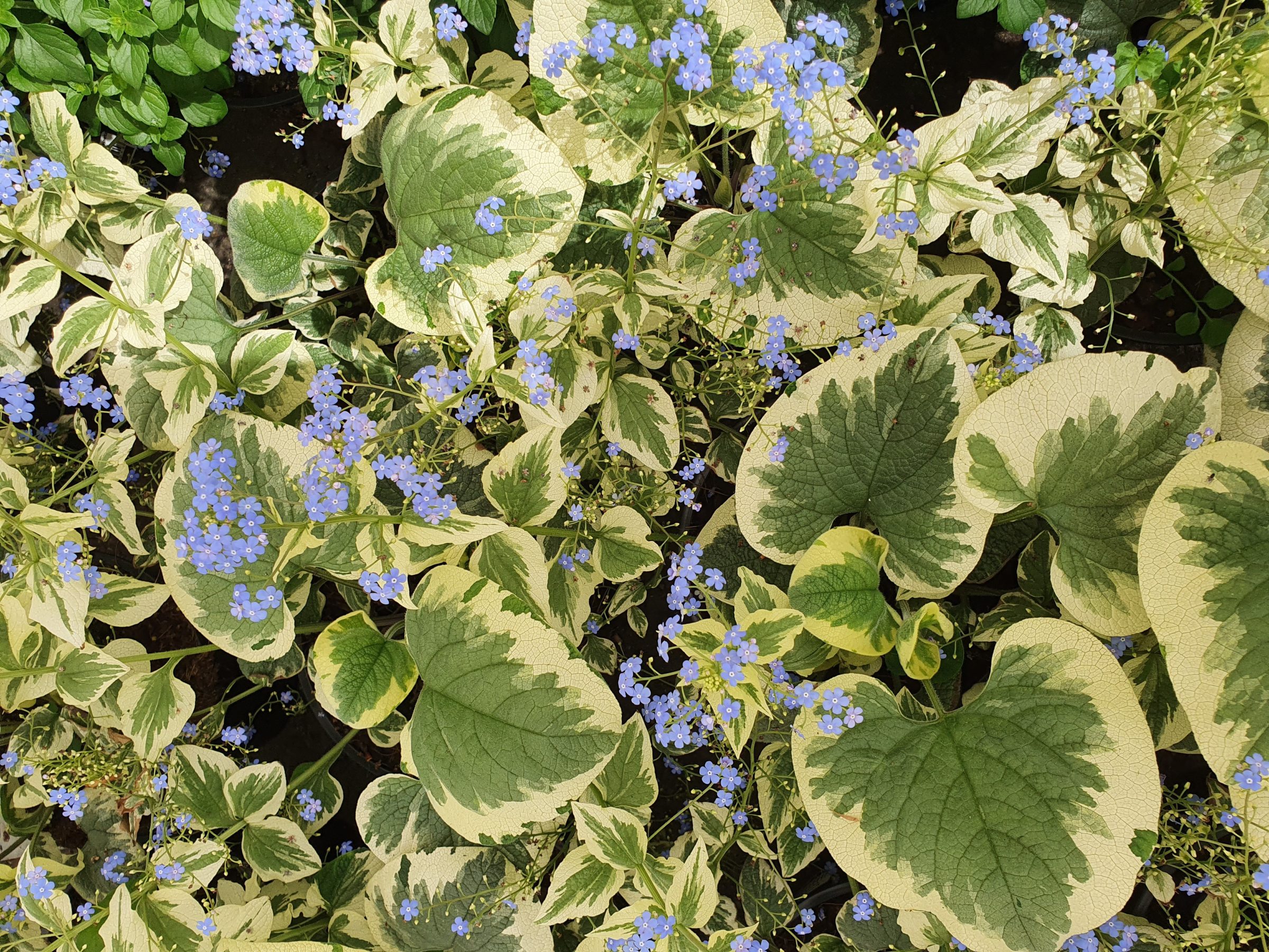 Brunnera macr. ‘Variegata’ (grote pot) - kaukasische vergeet-mij-nietje