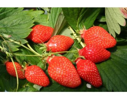 Fragaria ‘Gariguette’ - aardbei