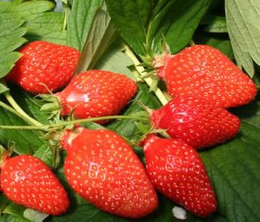 Fragaria ‘Gariguette’ - aardbei