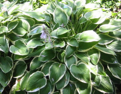 Hosta fortunei ‘Francee’ (grote pot) - hartlelie