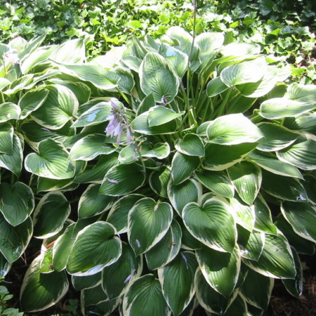 Hosta fortunei ‘Francee’ (grote pot) - hartlelie