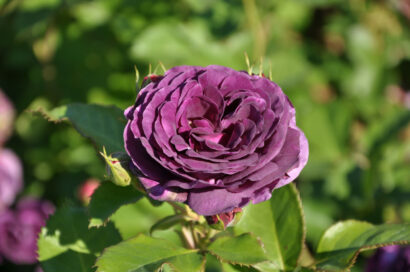 Rosa ‘Minerva’ stam - stamroos