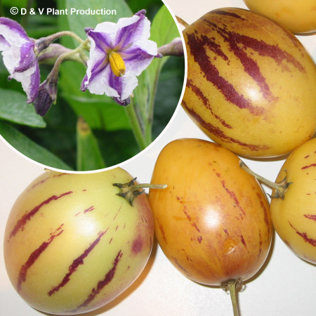 Solanum muricatum - meloenpeer