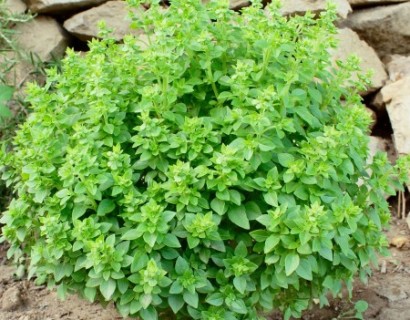 Struik basilicum of Griekse basilicum - stevia