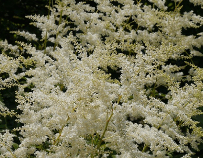 Astilbe (J) ‘Washington’ - Pluimspirea