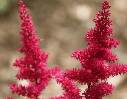 Astilbe (A) ‘Else Schluck’ - Pluimspirea