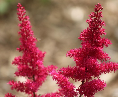 Astilbe (A) ‘Else Schluck’ - Pluimspirea