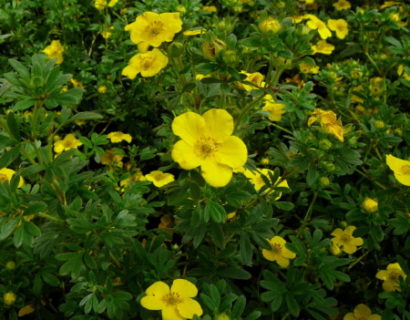 Potentilla fruticosa ‘Sommerflor’ - Ganzerik